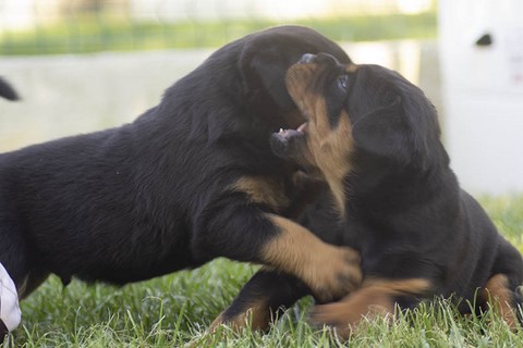 Due cuccioli di rottweiler giocano