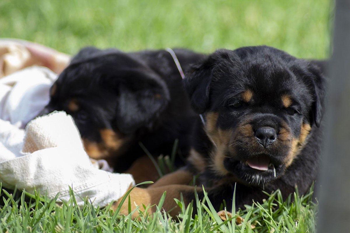 Cuccioli-rottweiler-home-2.jpg