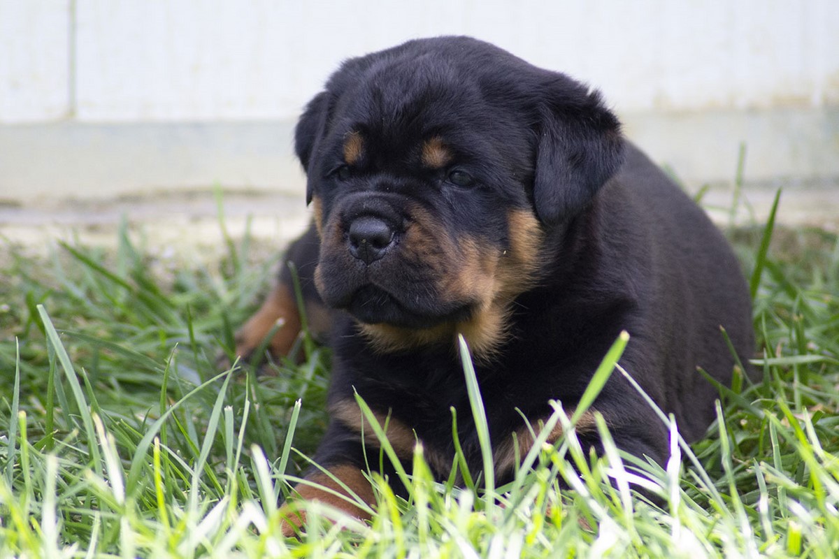 Cucciolo-rottweiler-home-1.jpg