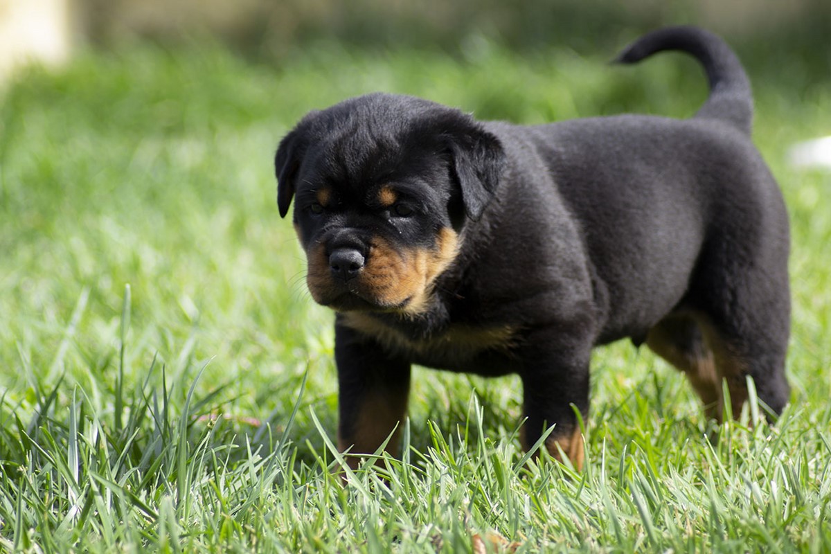 cucciolo-rottweiler-home-3.jpg