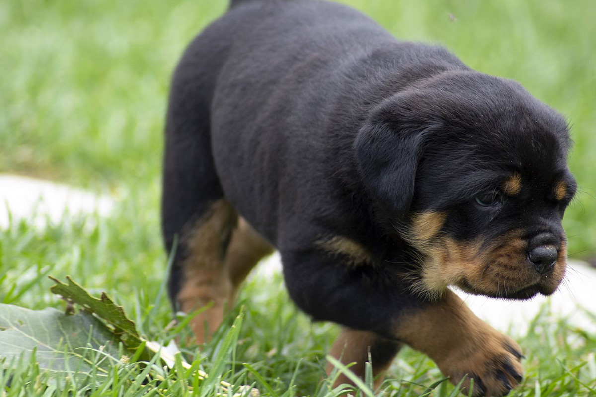 cucciolo-rottweiler-home-4.jpg