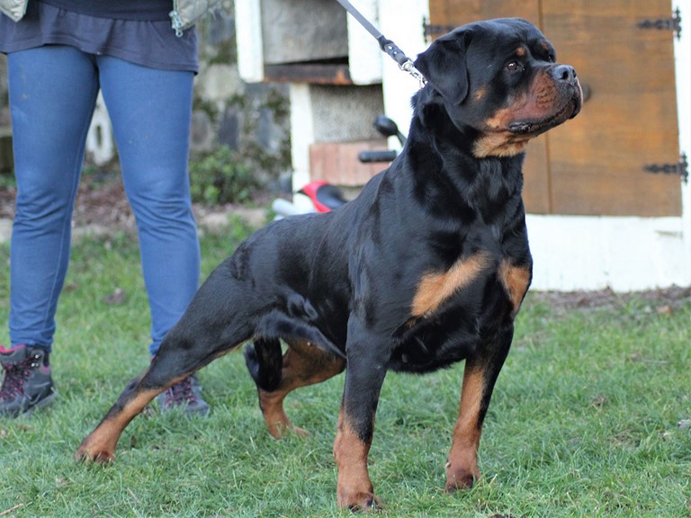 Femmina rottweiler Alpha von den schwarzen schatten