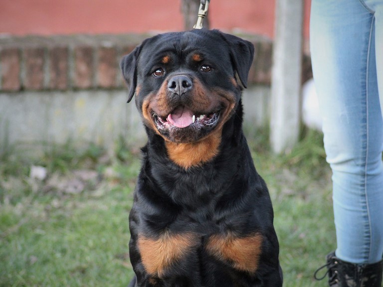 Femmina rottweiler Alpha von den schwarzen schatten