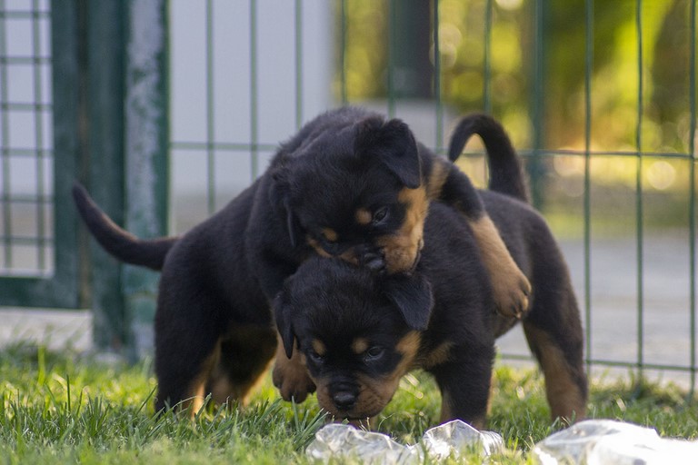 Due cuccioli di rottweiler giocano sul prato