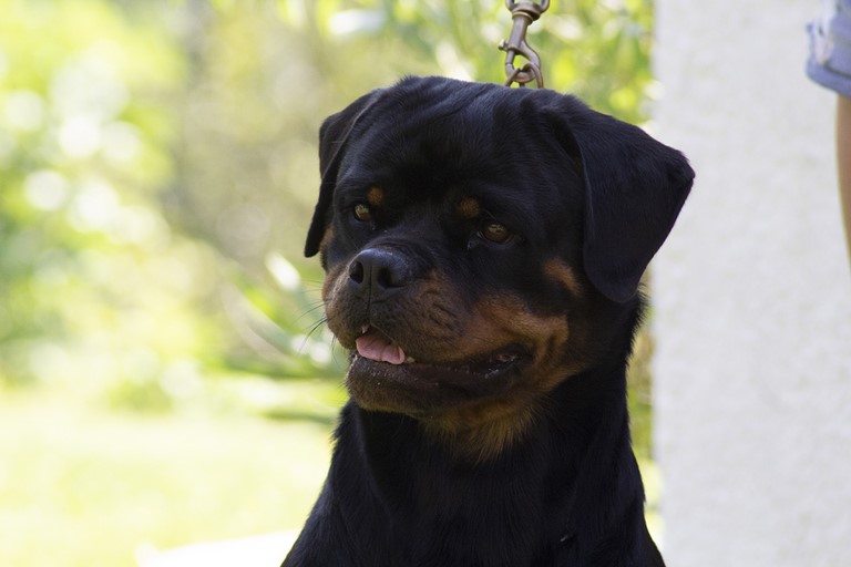 Femmina rottweiler Ghifty von den schwarzen schatten