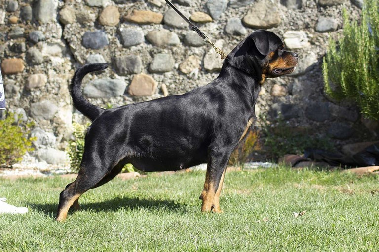 Femmina rottweiler Ghifty von den schwarzen schatten