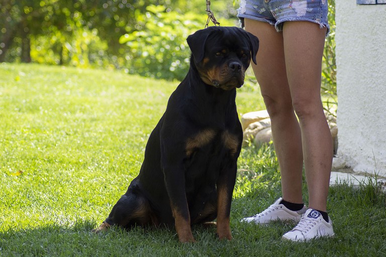 Femmina rottweiler Ghifty von den schwarzen schatten