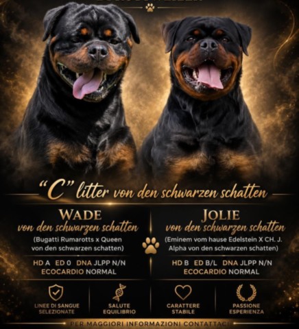 Cucciolata lettera "C" von den schwarzen schatten Cuccioli di rottweiler disponibili