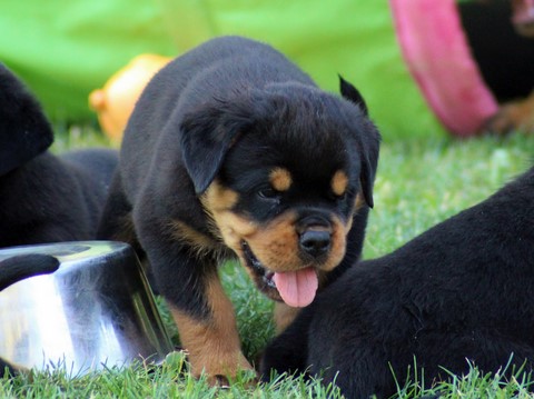 Cucciolo di rottweiler libero