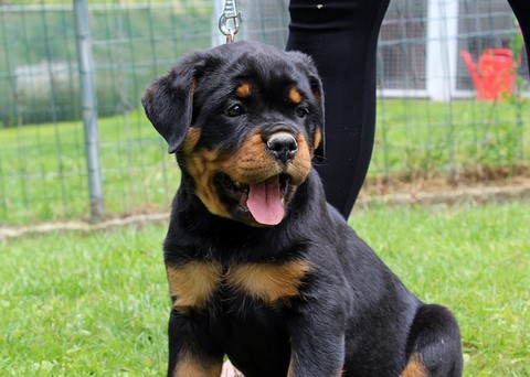 Cucciola di rottweiler seduta in attenzione