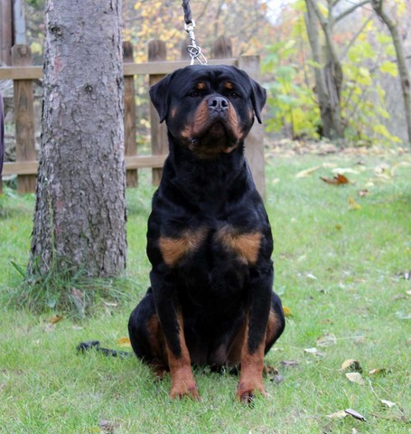 Femmina rottweiler Alpha von den schwarzen schatten