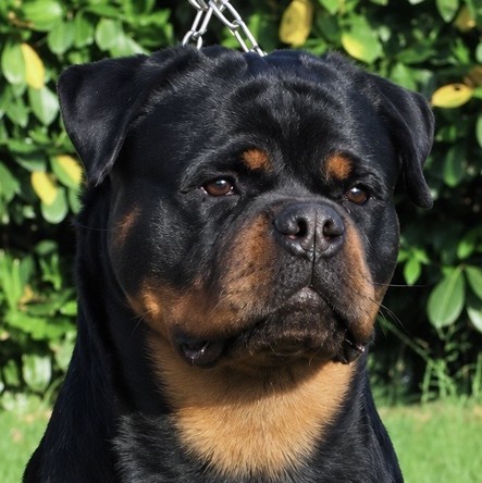 Boia from Sisu kennel Boia from Sisu Kennel, femmina Rottweiler nero focata ritratta in primo piano davanti a una siepe verde