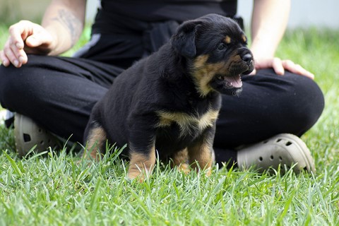 Cucciola rottweiler lettera J a 35 giorni