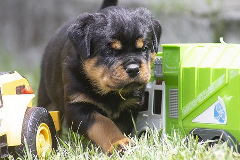 Cucciola rottweiler passeggia in mezzo ai giochi