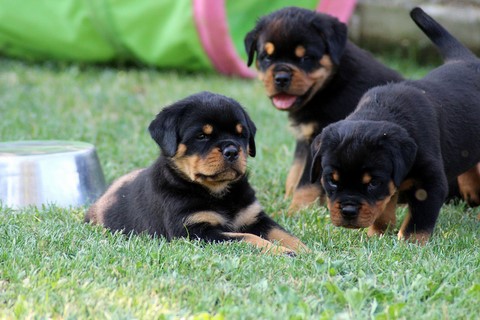 Cuccioli rottweiler lettera "G" 