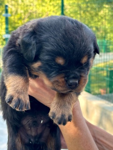 ucciolo di rottweiler a 25 giorni Cuccioli rottweiler von den schwarzen schatten
