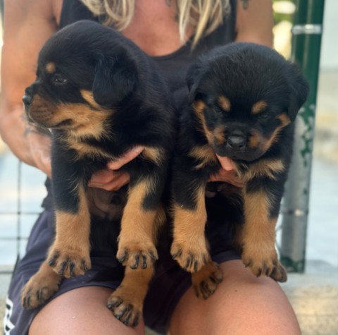 uccioli di rottweiler a 35 giorni Cuccioli rottweiler von den schwarzen schatten