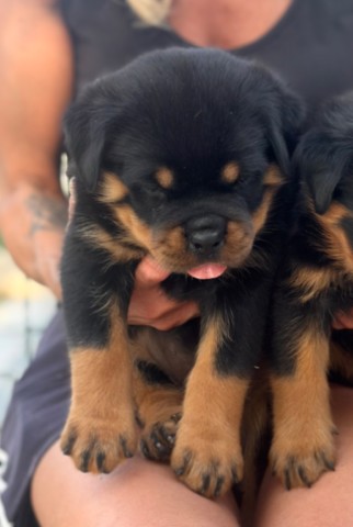 ucciolo di rottweiler a 35 giorni Cuccioli rottweiler von den schwarzen schatten