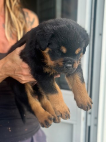 ucciolo di rottweiler a 35 giorni Cuccioli rottweiler von den schwarzen schatten