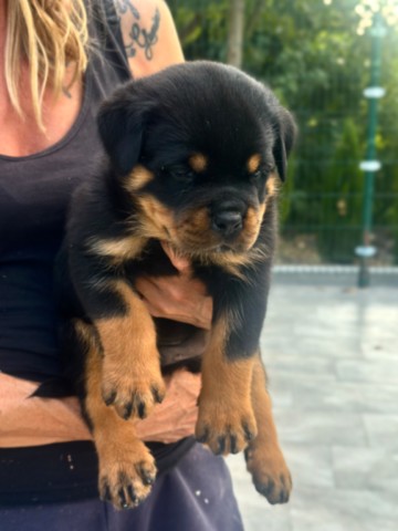 Cucciolo di rottweiler a 35 giorni Cuccioli rottweiler von den schwarzen schatten