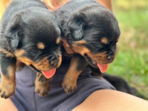 uccioli di rottweiler a 25 giorni Cuccioli rottweiler von den schwarzen schatten
