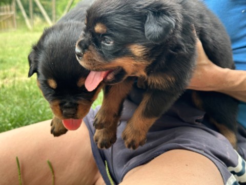 uccioli di rottweiler a 25 giorni Cuccioli rottweiler von den schwarzen schatten