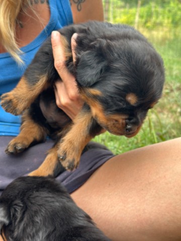 Cucciolo di rottweiler a 25 giorni Cuccioli rottweiler von den schwarzen schatten