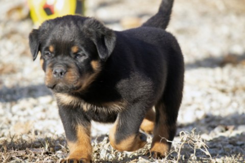 Cucciolo di rottweiler Alpha x Ugo