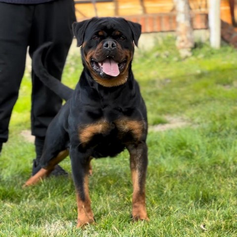 Jolie von den schwarzen schatten femmina di rottweiler