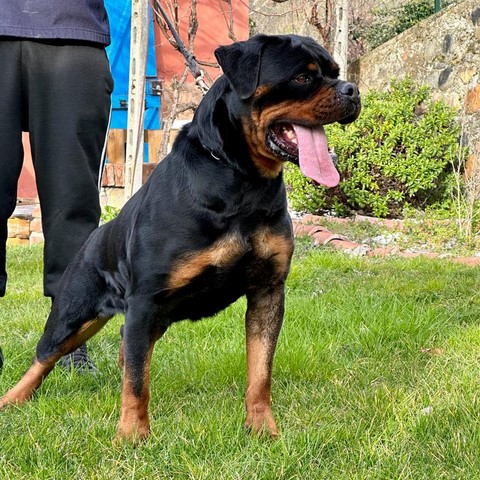 Femmina rottweiler Jolie von den schwarzen schatten