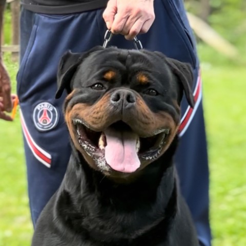 Maschio rottweiler Leon di casa Sambuca