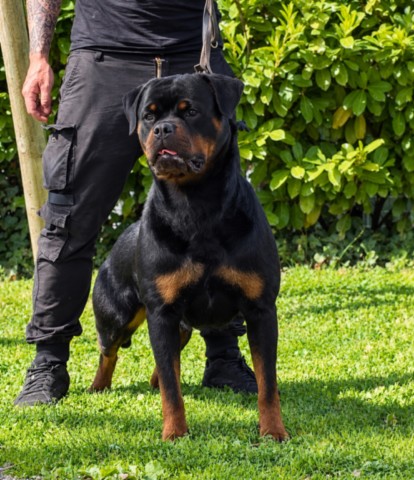 Lexi von den schwarzen schatten femmina di rottweiler