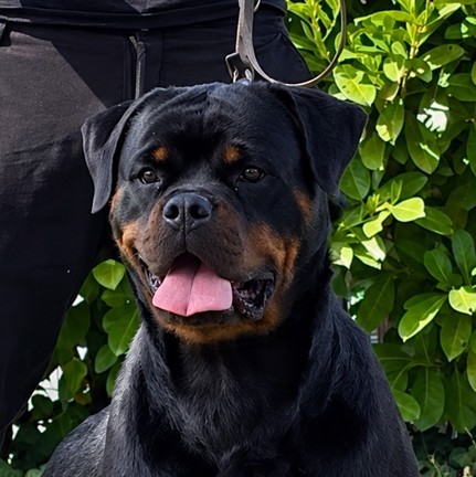Lexi von den schwarzen schatten Lexi von den schwarzen schatten, femmina Rottweiler nero focata ritratta davanti a una siepe verde con la lingua fuori