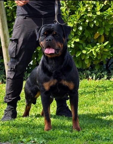 Lexi von den schwarzen schatten, femmina di rottweiler